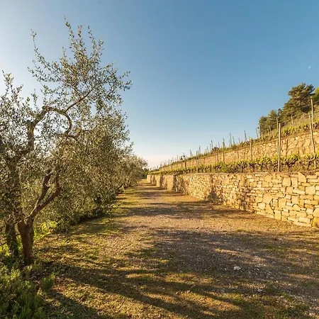 Casetta Mari Immersa In Un Vigneto Dolceacqua