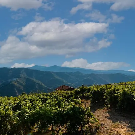 Casetta Mari Immersa In Un Vigneto Dolceacqua