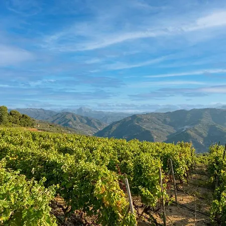 Casetta Mari Immersa In Un Vigneto *