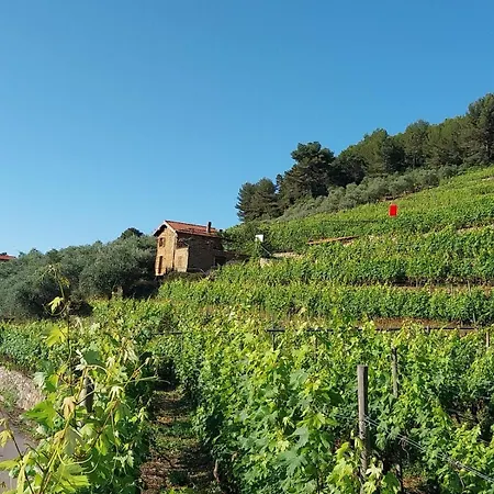 Casetta Mari Immersa In Un Vigneto Nyaraló